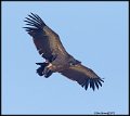 _9SB2494 griffon vulture